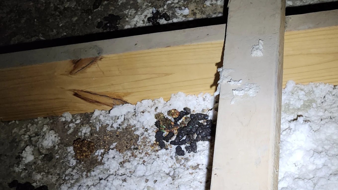 Attic inspection for pest and wildlife activity