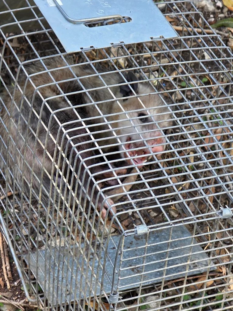 Rodent and wildlife trap set during pest control service